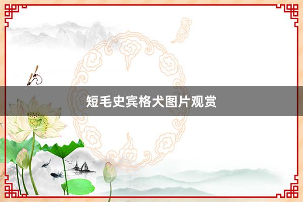 短毛史宾格犬图片观赏